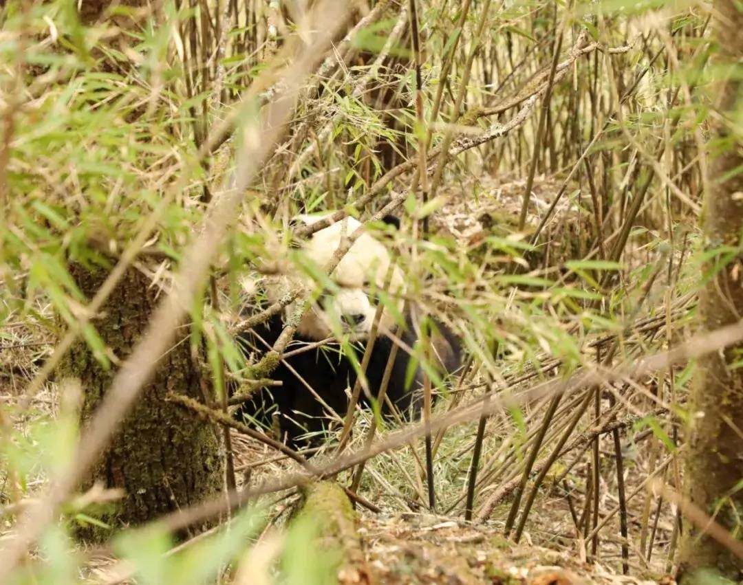 祝賀！谷愛凌收獲第15個世界杯冠軍